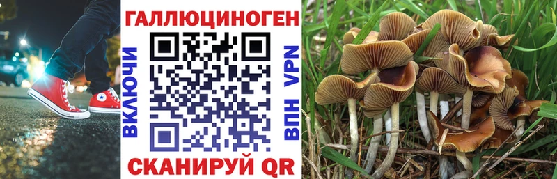 Псилоцибиновые грибы Psilocybe Торжок